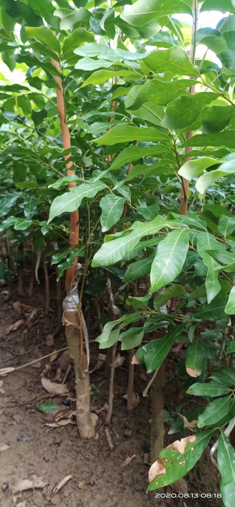 储良龙眼树苗，四季龙眼树苗石硖龙眼树苗，南北方可以种