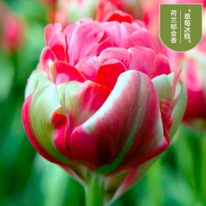荷兰进口郁金香【速生生长速度开花快】适合南北方种植