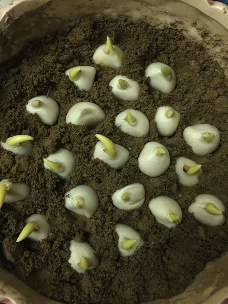 荷兰进口郁金香【速生生长速度开花快】适合南北方种植