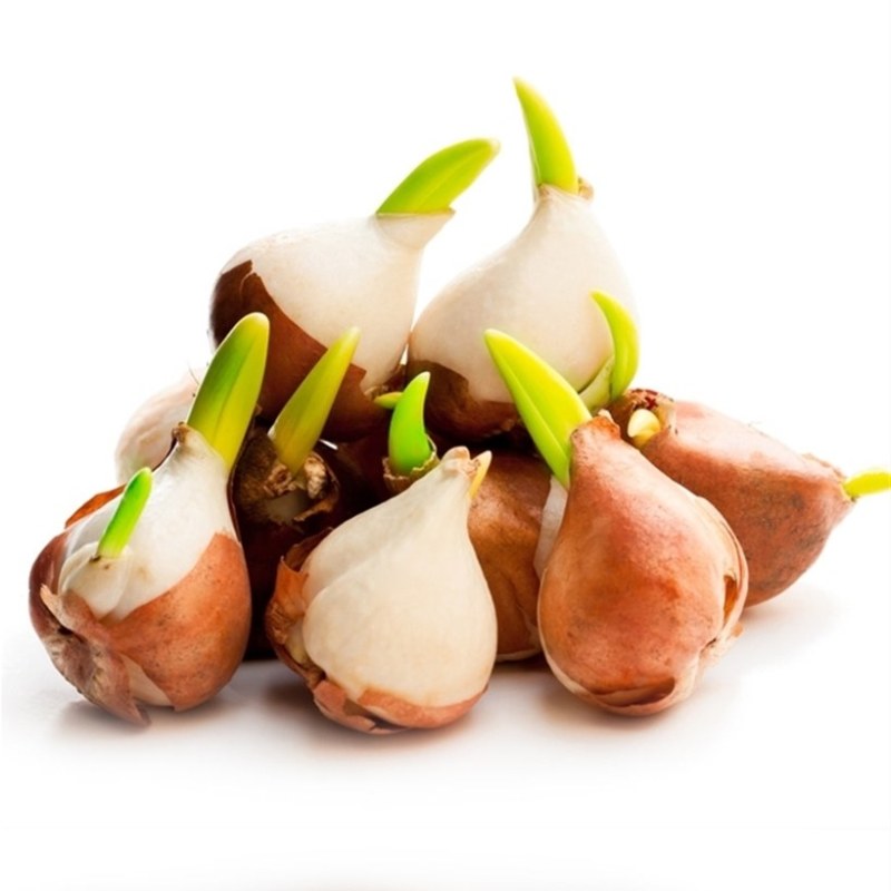 荷兰进口郁金香【速生生长速度开花快】适合南北方种植