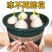 荷兰进口郁金香【速生生长速度开花快】适合南北方种植