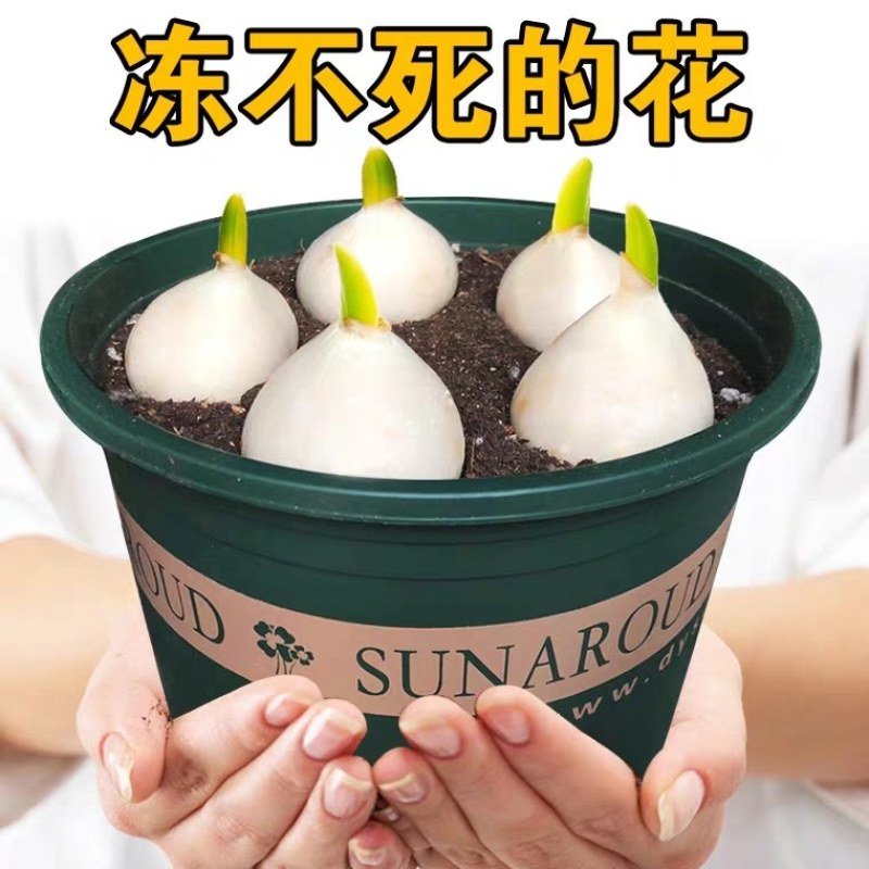 荷兰进口郁金香【速生生长速度开花快】适合南北方种植