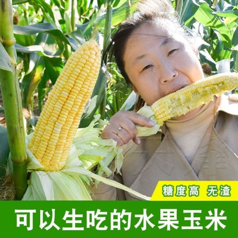 广东现摘新鲜水果黄玉米3斤10斤(单果300一600包邮