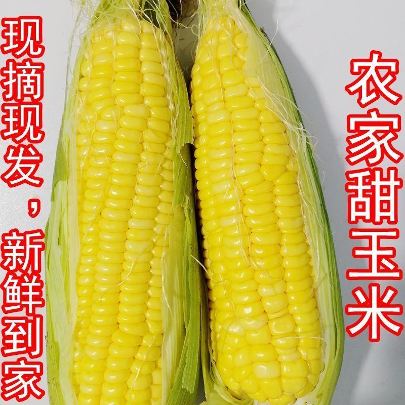 广东现摘新鲜水果黄玉米3斤10斤(单果300一600包邮