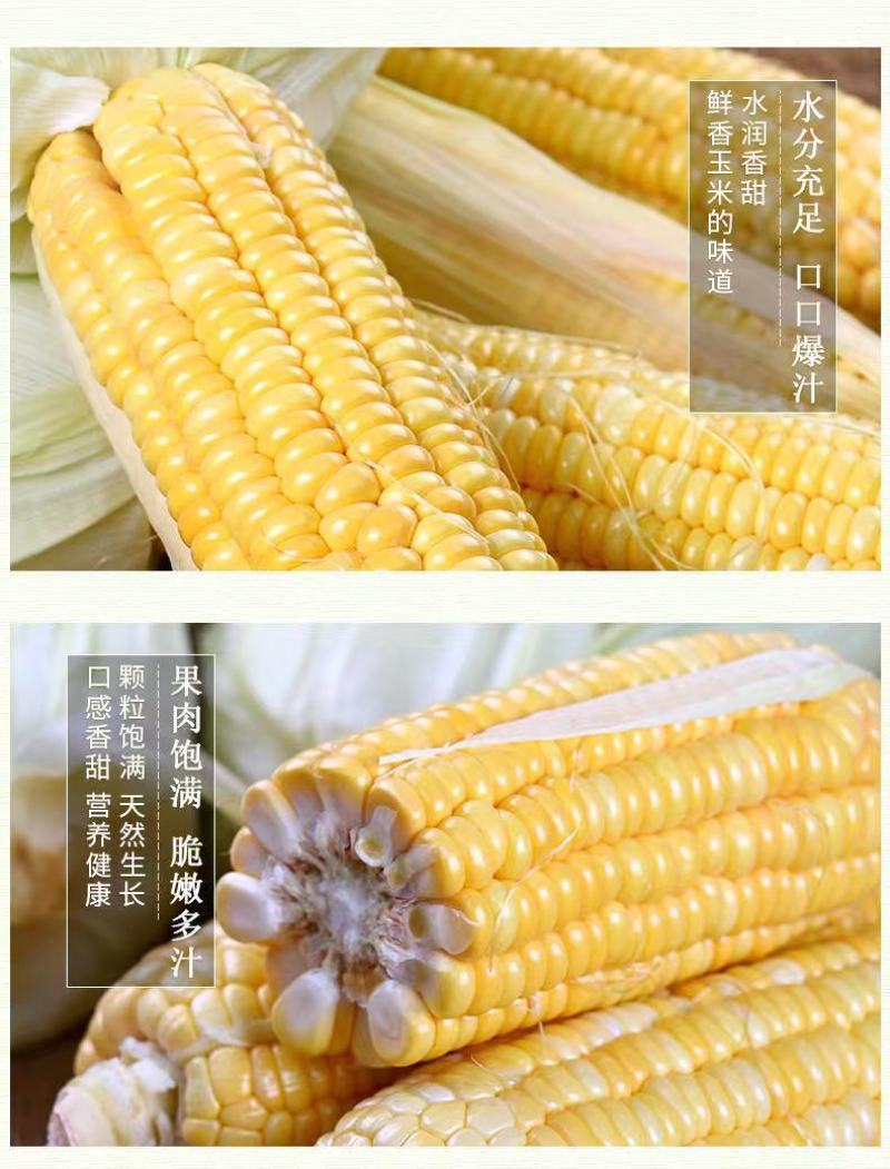 广东现摘新鲜水果黄玉米3斤10斤(单果300一600包邮