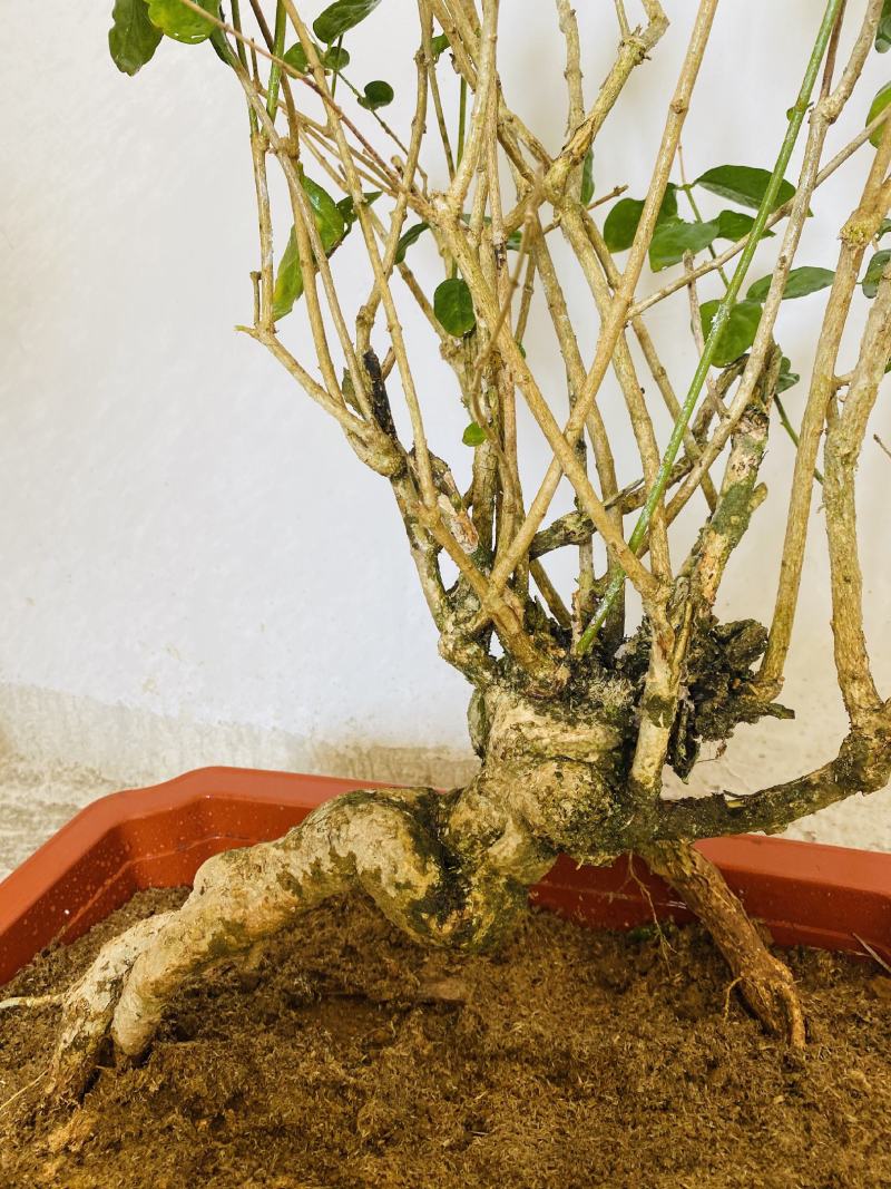 横县茉莉花盆景/茉莉花4年苗-50年苗老庄/全国发货