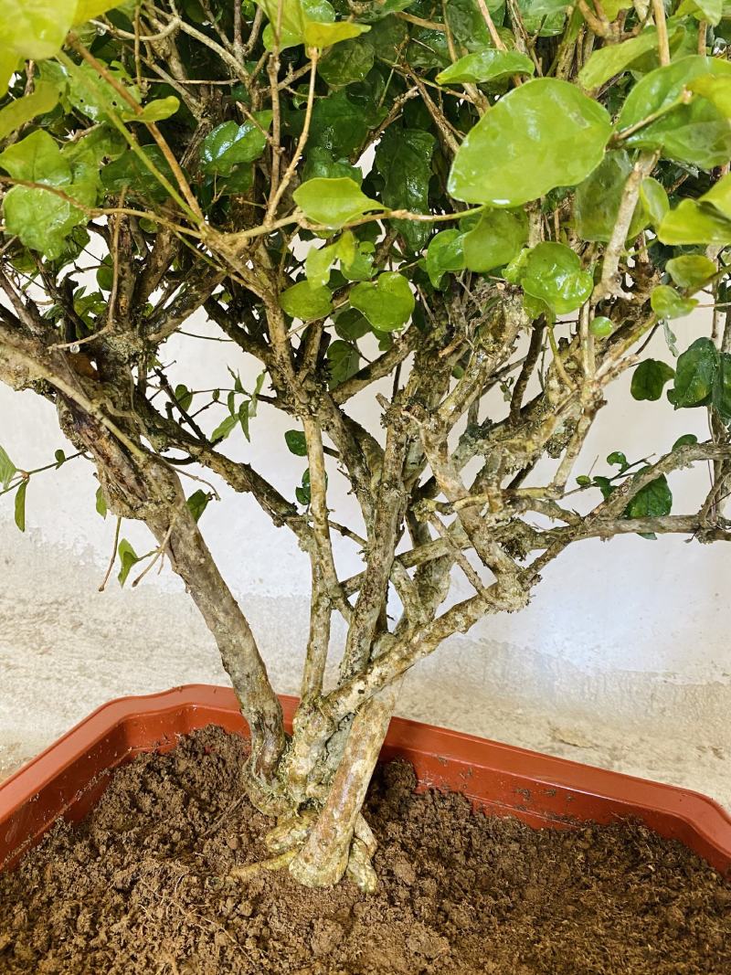 横县茉莉花盆景/茉莉花4年苗-50年苗老庄/全国发货