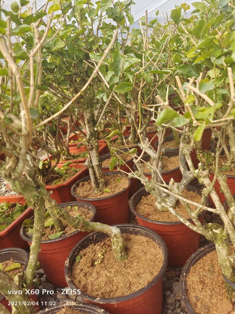 横县茉莉花盆景/茉莉花4年苗-50年苗老庄/全国发货