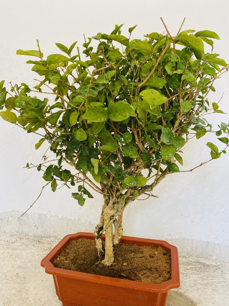 横县茉莉花盆景/茉莉花4年苗-50年苗老庄/全国发货
