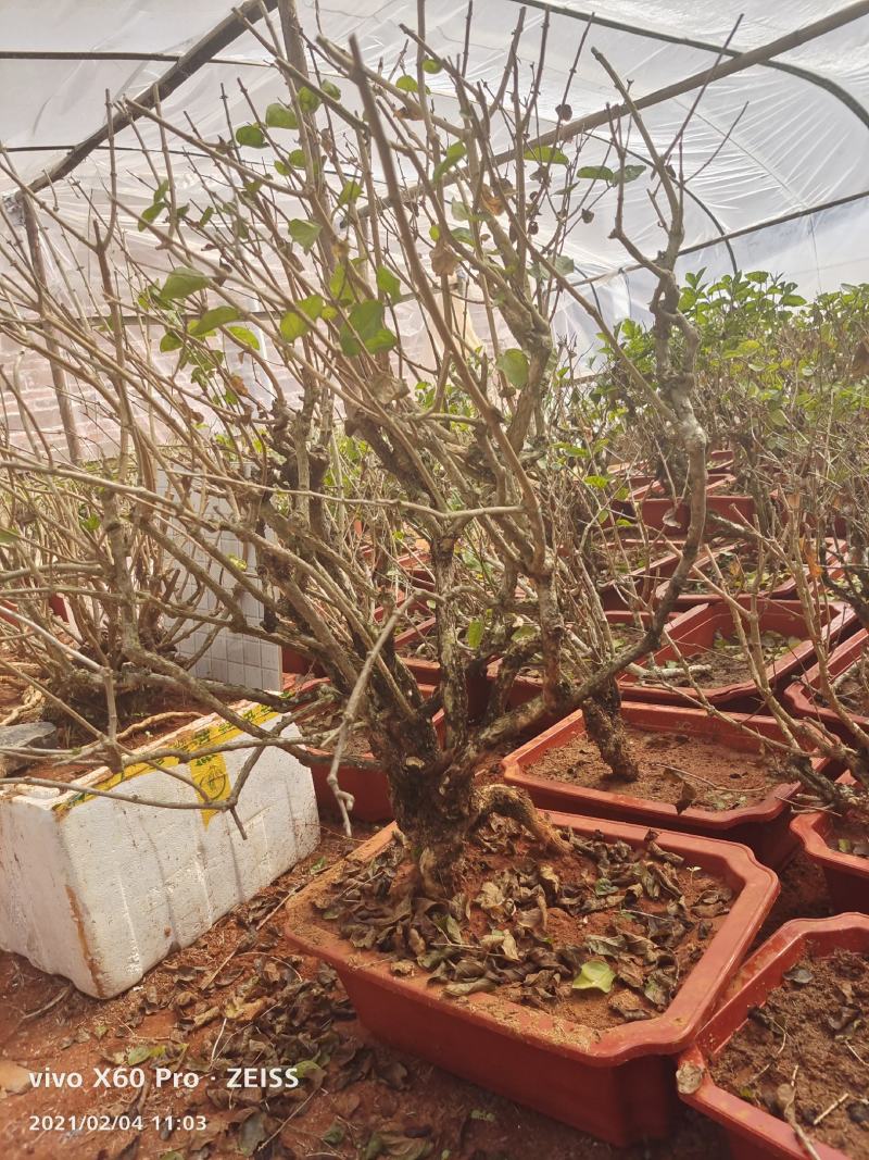 横县茉莉花盆景/茉莉花4年苗-50年苗老庄/全国发货