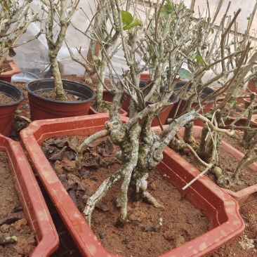 横县茉莉花盆景/茉莉花4年苗-50年苗老庄/全国发货