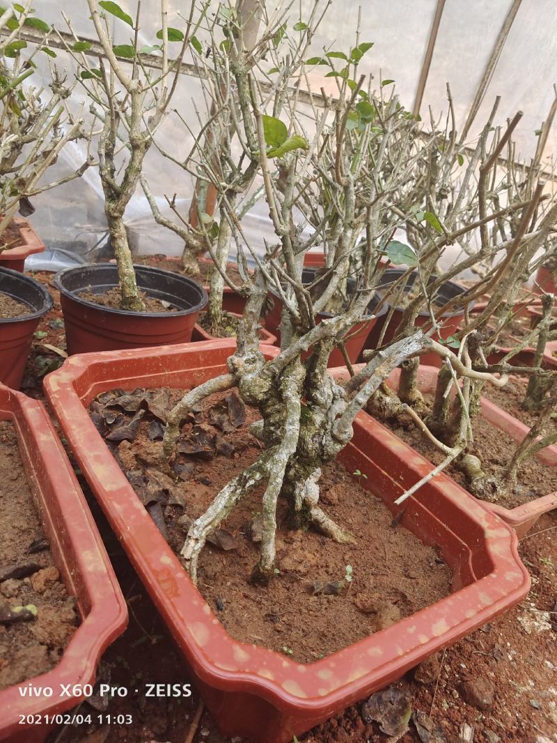 横县茉莉花盆景/茉莉花4年苗-50年苗老庄/全国发货