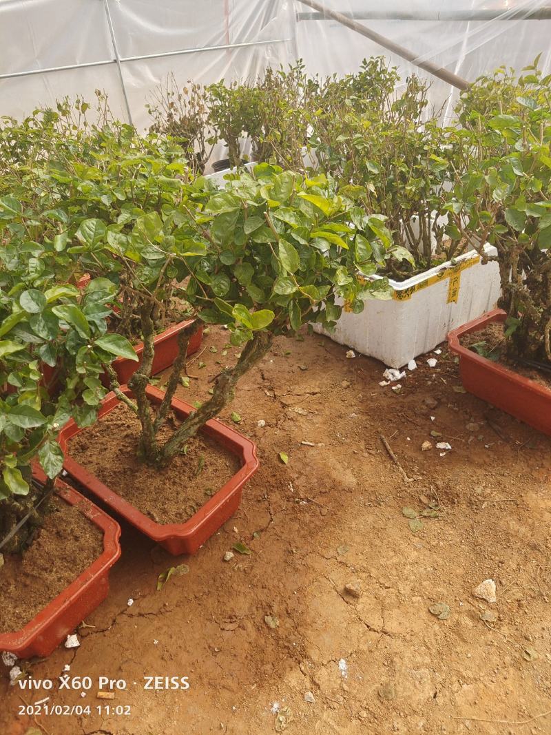 横县茉莉花盆景/茉莉花4年苗-50年苗老庄/全国发货