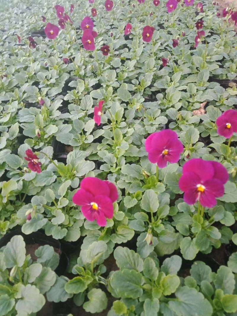 三色堇新价格，三色堇大量供应，青州三色堇基地批发