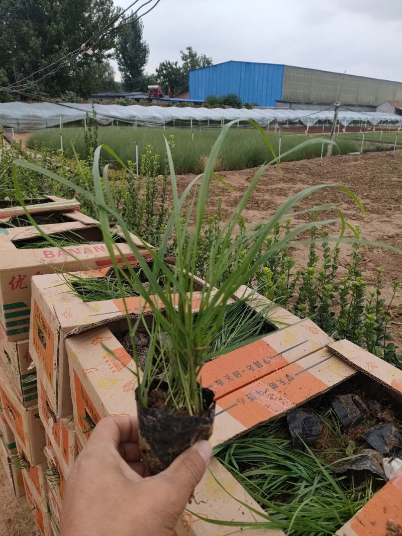 狼尾草价格，狼尾草批发，青州狼尾草基地