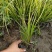 金叶苔草基地，大杯金叶苔草，金叶苔草专业种植批发