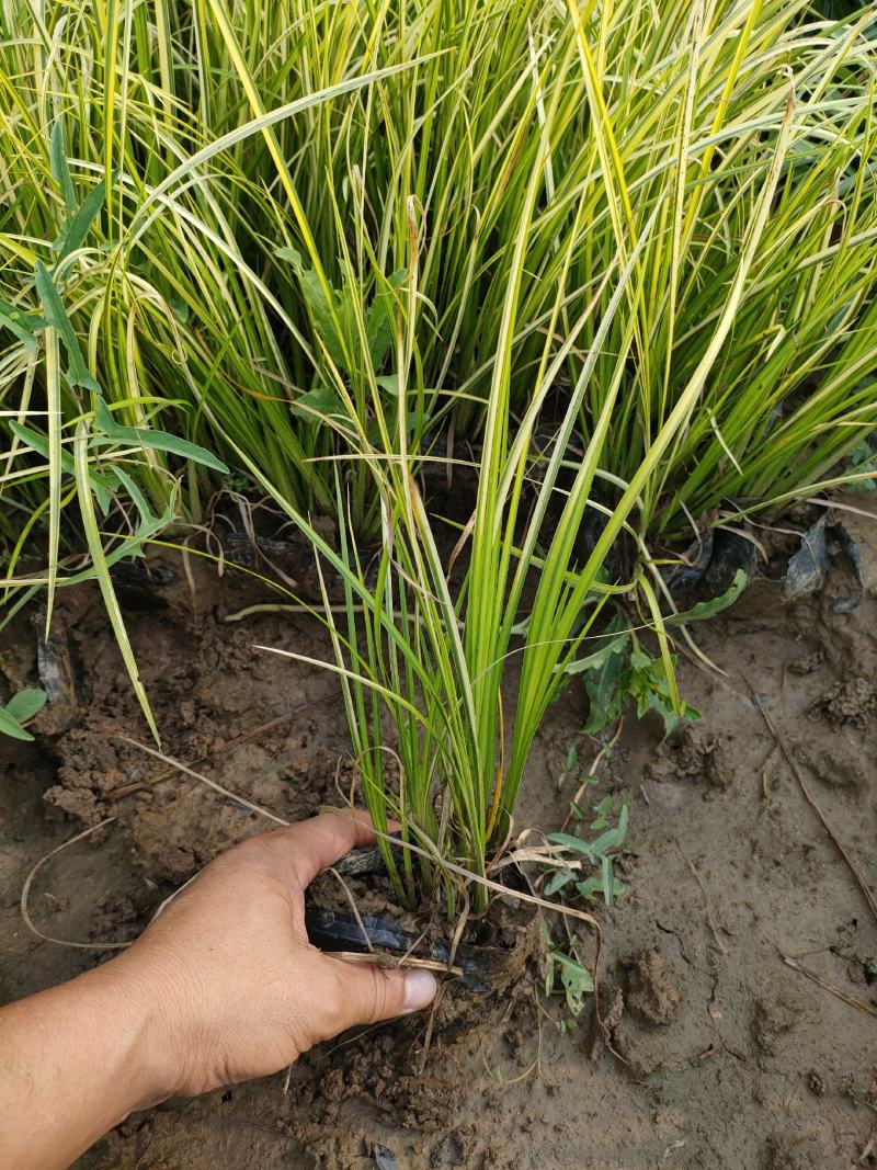 金叶苔草基地，大杯金叶苔草，金叶苔草专业种植批发