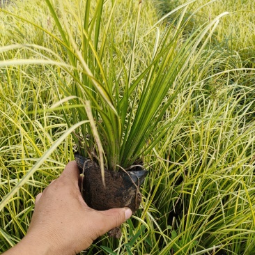金叶苔草基地，大杯金叶苔草，金叶苔草专业种植批发