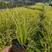 金叶苔草基地，大杯金叶苔草，金叶苔草专业种植批发