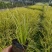 金叶苔草基地，大杯金叶苔草，金叶苔草专业种植批发