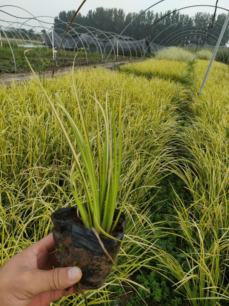 金叶苔草基地，大杯金叶苔草，金叶苔草专业种植批发