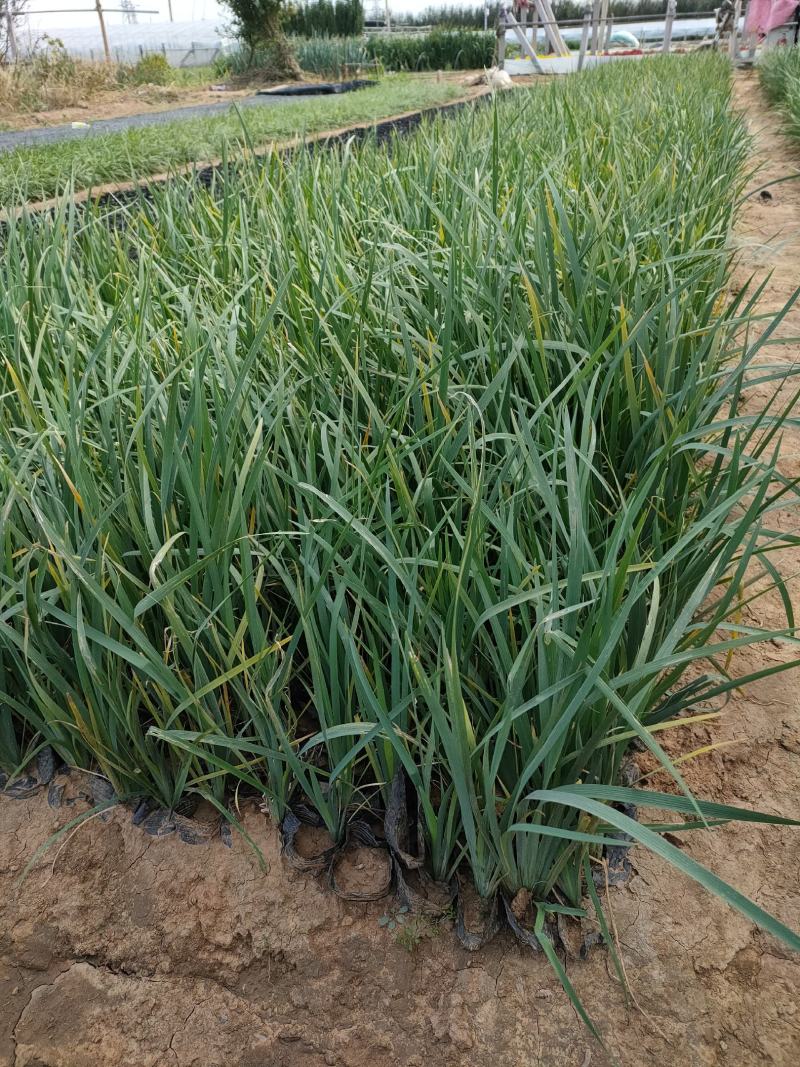 优质马兰价格，马兰杯苗大量批发，青州马兰基地