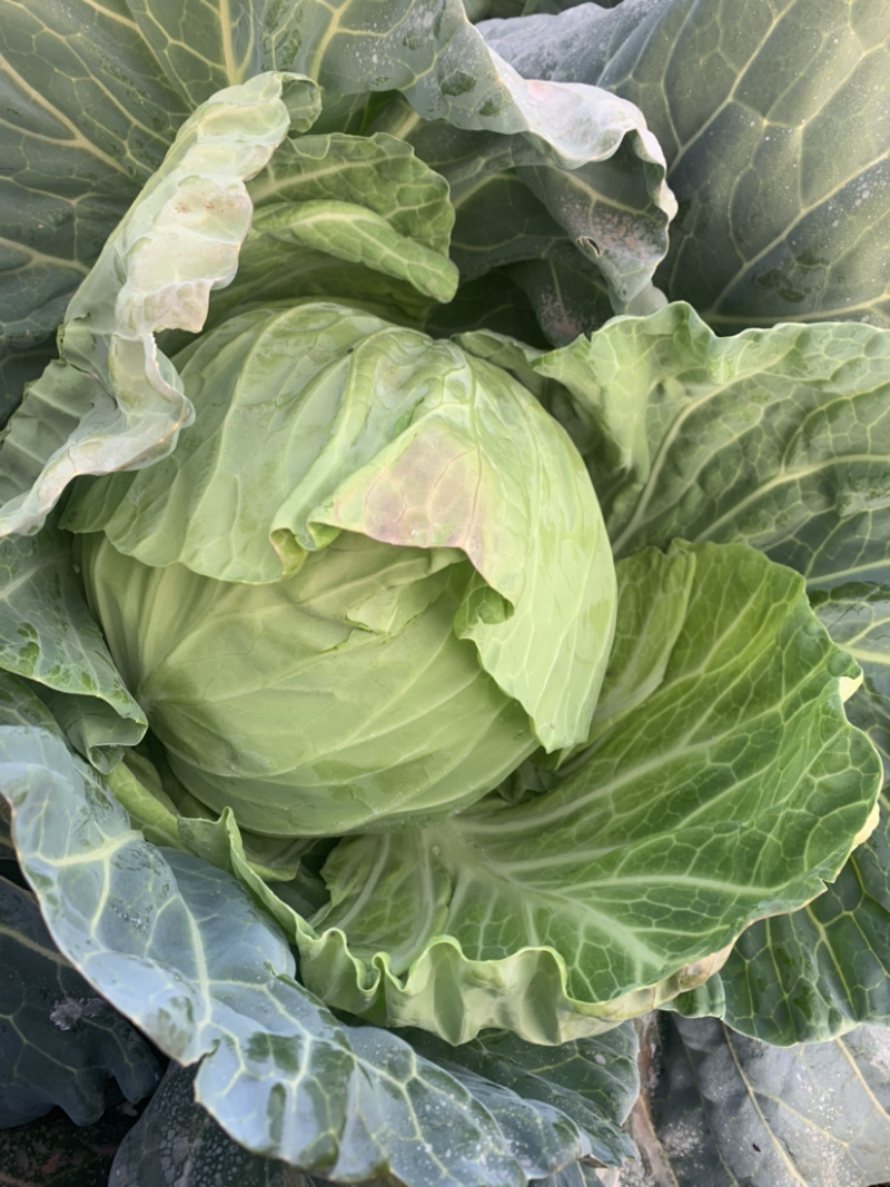 甘蓝精品现有60吨现砍现装