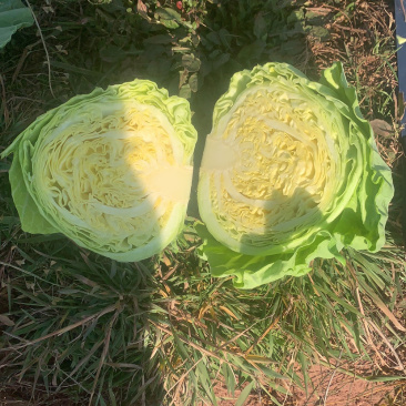 甘蓝精品现有60吨现砍现装