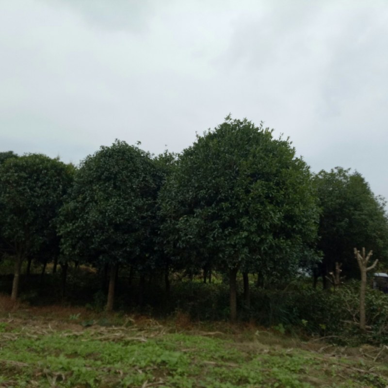 桂花树银杏树在大量销售中