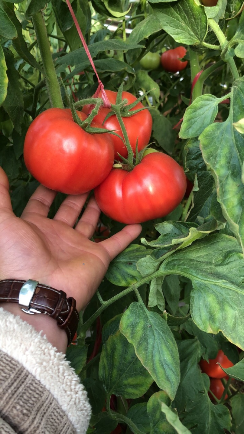 普罗旺斯，卡3挑装地头装货