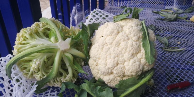 花菜散花白面青梗松花菜鲜花菜市场货电商货