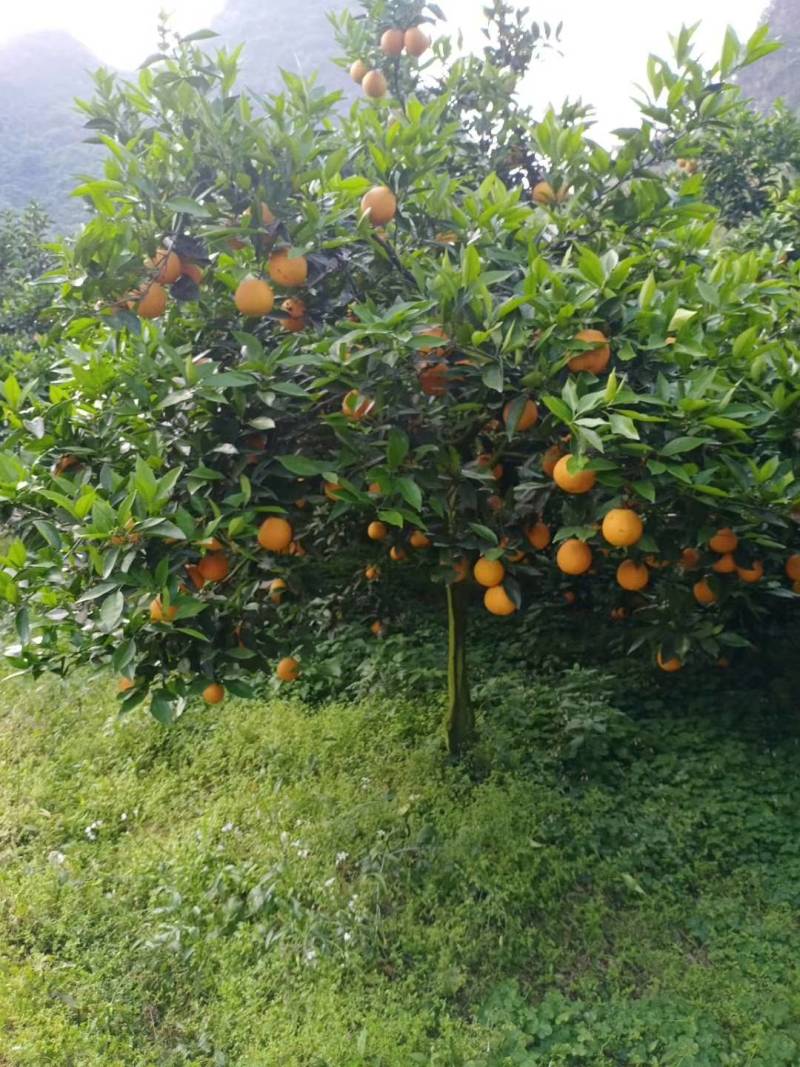 佛罗斯特夏橙苗早熟夏橙苗兴坪夏橙苗江永夏橙苗