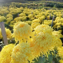 菊花苗贡菊苗子，金丝黄菊，好看，味道好。