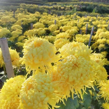 菊花苗贡菊苗子，金丝黄菊，好看，味道好。