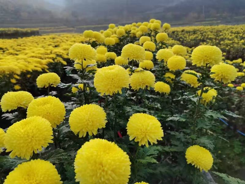 菊花苗贡菊苗子，金丝黄菊，好看，味道好。