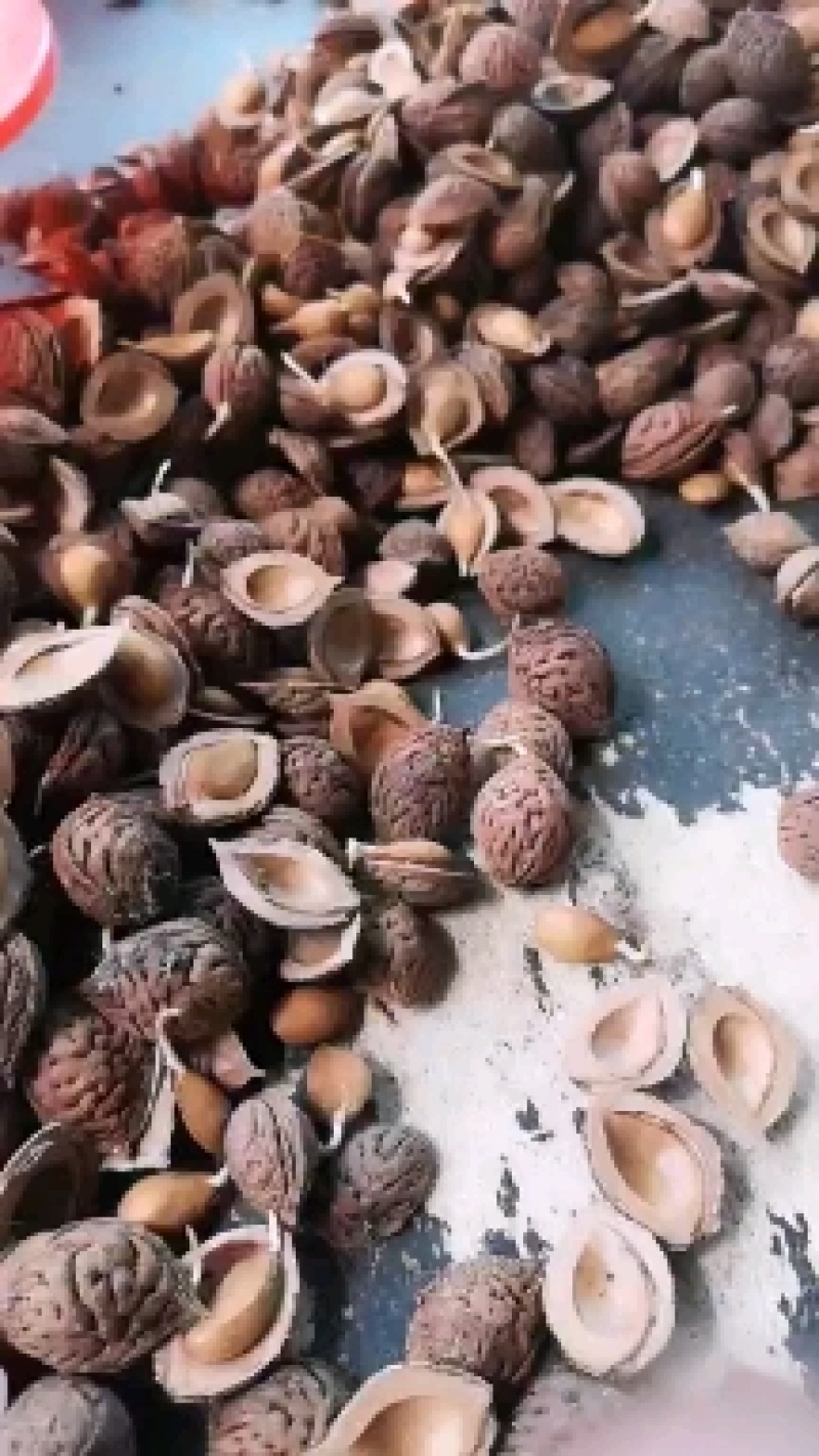 精品毛桃种子大量出售