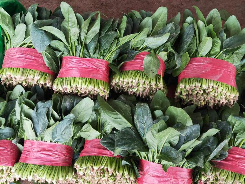 泰安精品新鲜菠菜大量上市万亩产地直发欢迎各位老板咨询