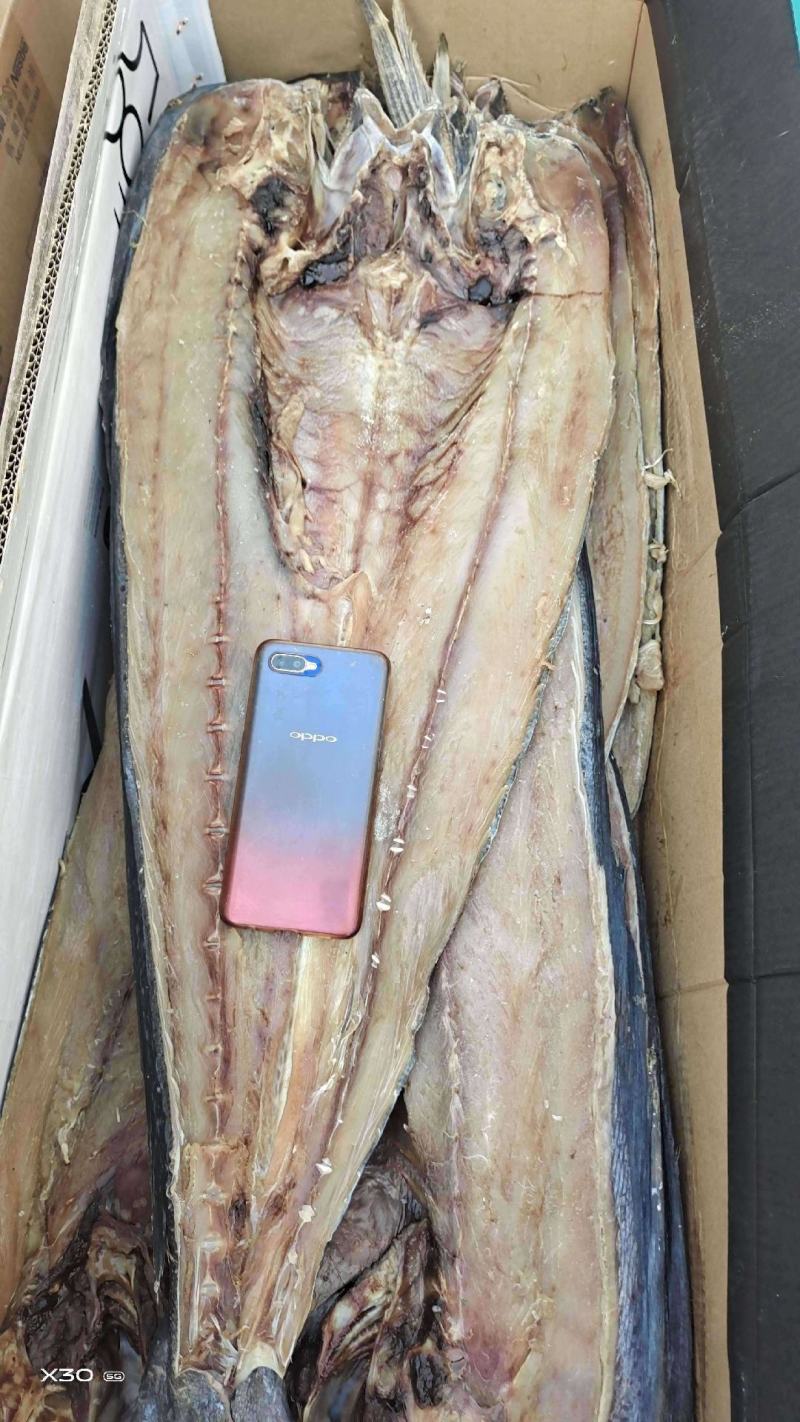 刀鲅鱼！腌制咸鱼干开背去内脏新货一手货源常年批发大量现货