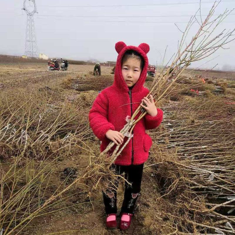 嫁接桃树苗水密桃苗黄桃苖油桃新品种地栽特大晚熟苗包邮