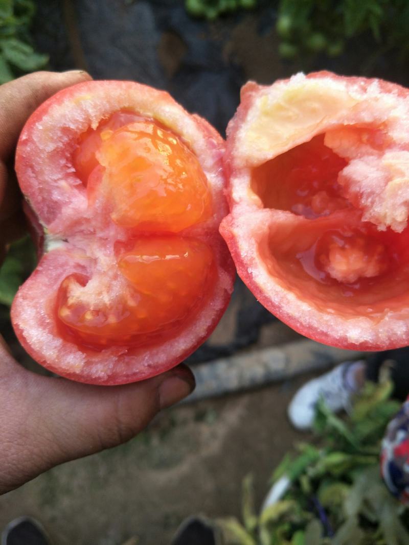 精品西红柿(绿色食品)