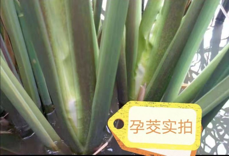 荣民双季早熟茭白老茎苗大量现货保质保量欢迎咨询