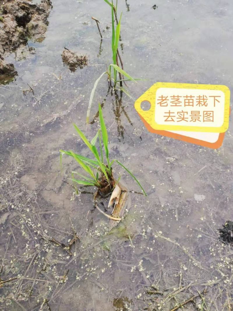 荣民双季早熟茭白老茎苗大量现货保质保量欢迎咨询