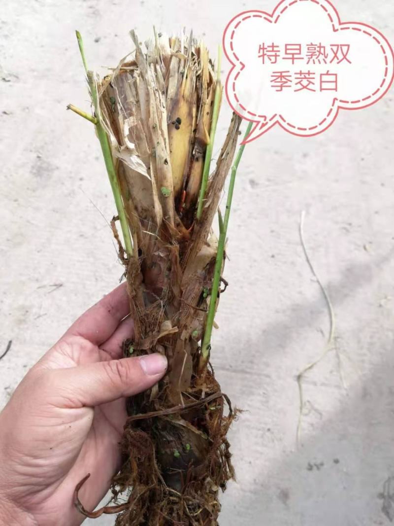 荣民双季早熟茭白老茎苗大量现货保质保量欢迎咨询