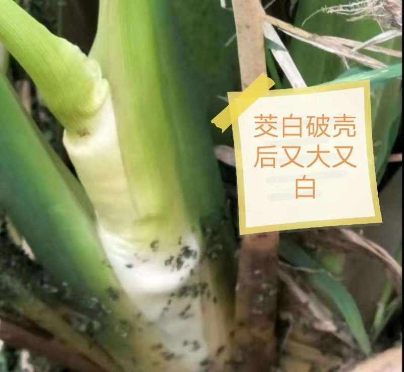 荣民双季早熟茭白老茎苗大量现货保质保量欢迎咨询