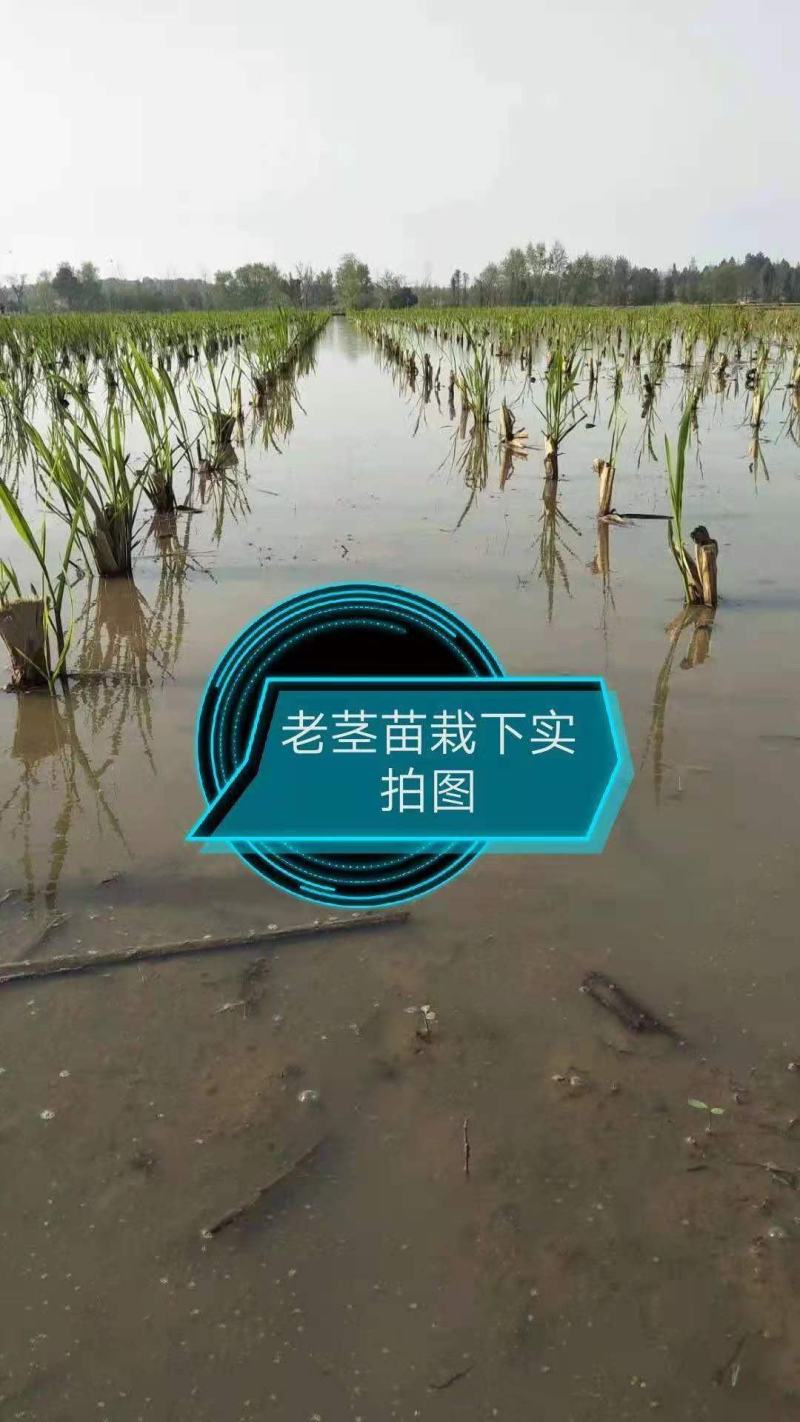 荣民双季早熟茭白老茎苗大量现货保质保量欢迎咨询