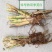 荣民双季早熟茭白老茎苗大量现货保质保量欢迎咨询