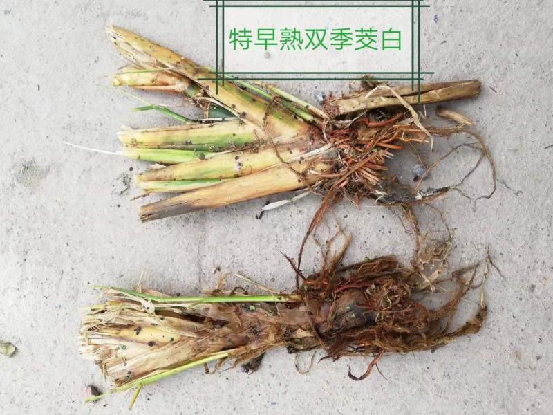 荣民双季早熟茭白老茎苗大量现货保质保量欢迎咨询