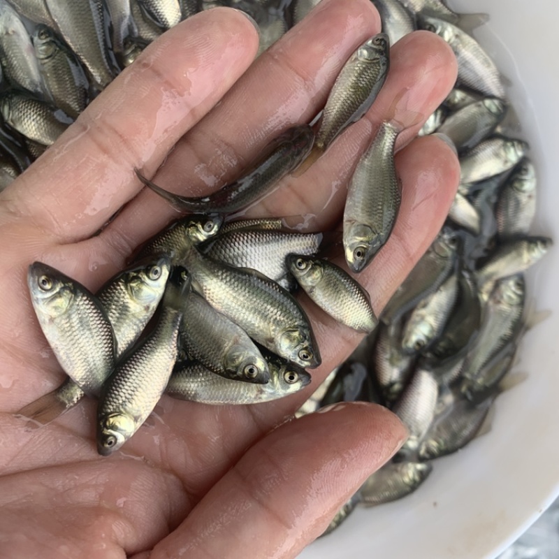 鲫鱼苗，湘云鲫，银鲫白鲫鱼苗杂交工程鲫，中科5号，鲫鱼