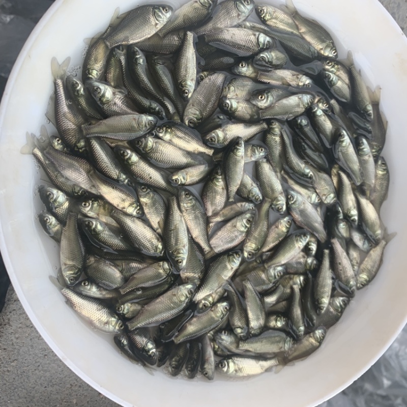 鲫鱼苗，湘云鲫，银鲫白鲫鱼苗杂交工程鲫，中科5号，鲫鱼