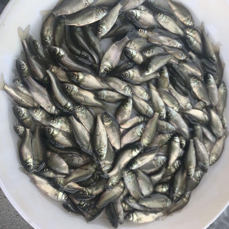 鲫鱼苗，湘云鲫，银鲫白鲫鱼苗杂交工程鲫，中科5号，鲫鱼